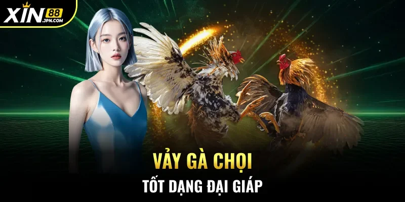 Vảy gà chọi tốt dạng đại giáp